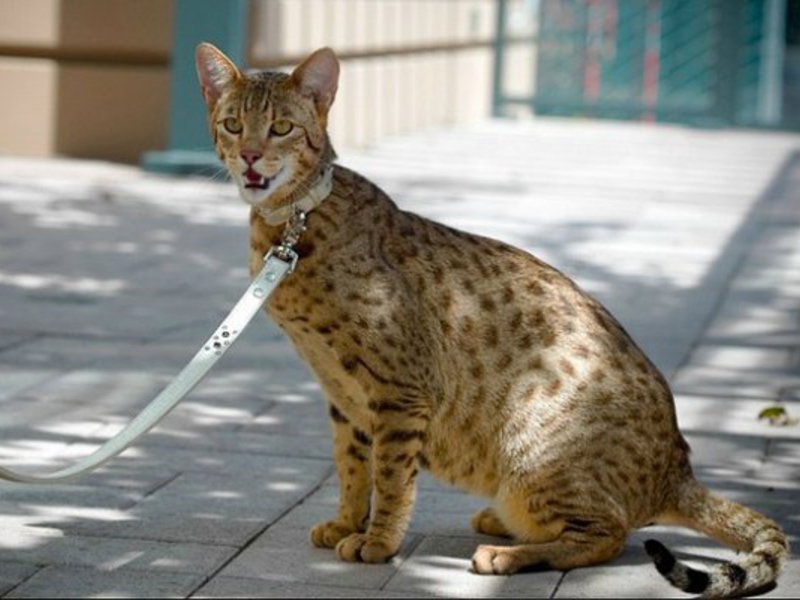 אשרה הוא שמה של אלה במיתולוגיה השמית המערבית - האם הקדמית והפילגש של האלים. נראה שחתול האשרה הגיע היישר מהמיתולוגיה.