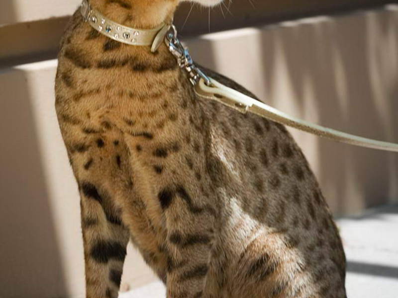 חתול הנמר נקרא על שם אלת פגאנית יהודייה עתיקה. חתול נמר או אשרה - תמונה של נציג הגזע.