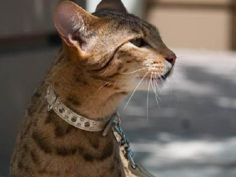 גזע חתולי נמר אשרה גזע חתולי אשרה הוא אלגנטי ואנרגטי.