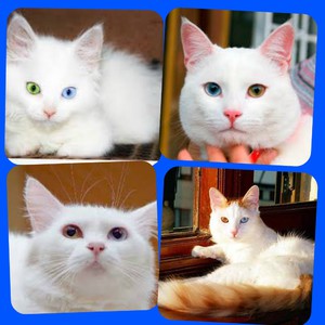 גזע הוואן הטורקי מאופיין באנרגיה ובשובבות שלו.