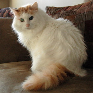 גזע ואן טורקי - תמונה של בעל חיים בוגר. גזע ואן טורקי - סטנדרטים ודרישות.