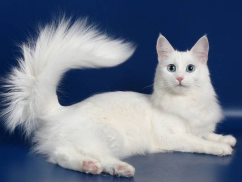 תמונה של ואן טורקי תמונה של ואן טורקי - חתול יפה מאוד.