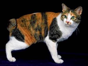 גזע חתולי בובטייל - תכונות טיפול ותמונות של חיית המחמד שלכם