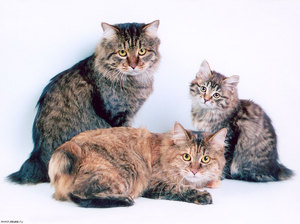 תזונה של חתול בובטייל