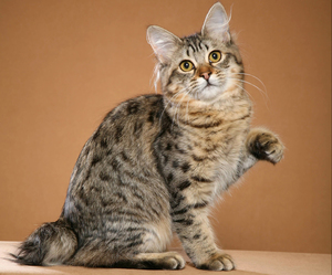 אופיים של חתולי בובטייל