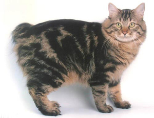 טיפול בחתולי בובטייל