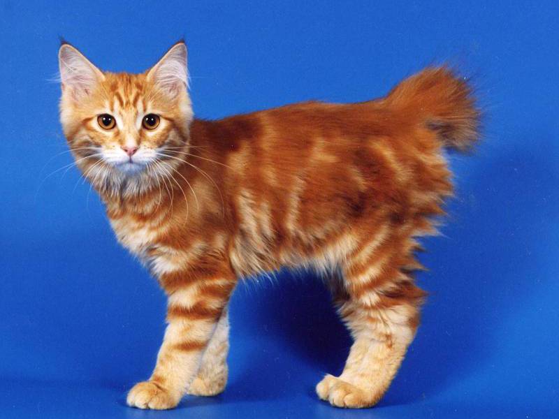 מאפייני גזע