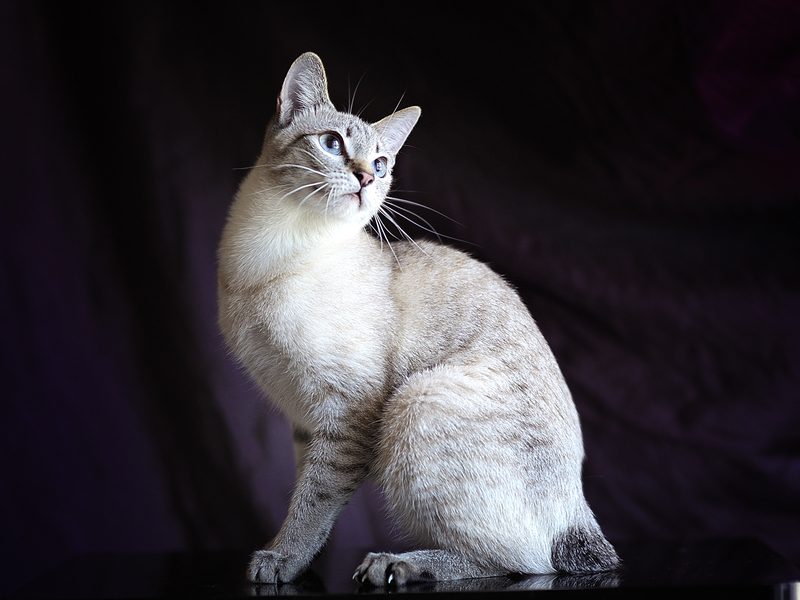 בובטייל קוריליאני