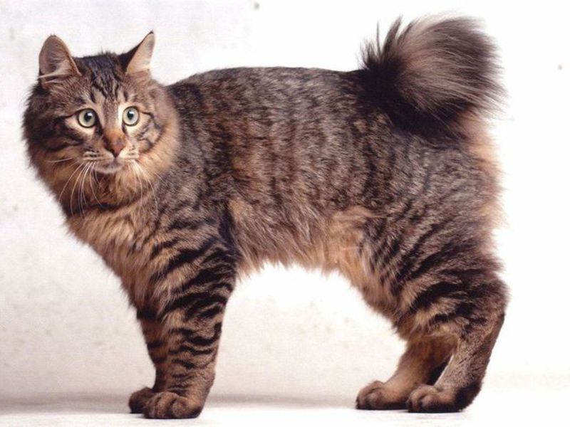 גידול חתולי בובטייל קוריליאניים