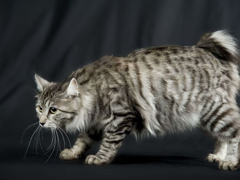 חתולי בובטייל קוריליאניים