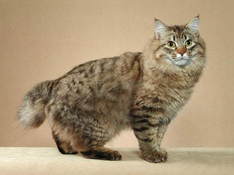 תכונות של טיפול בבובטיילים