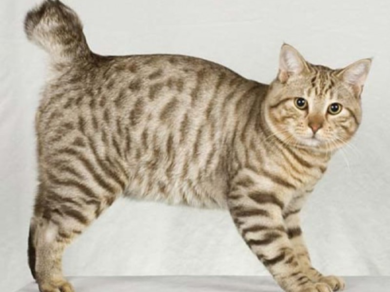 מה אוכל חתול בובטייל?