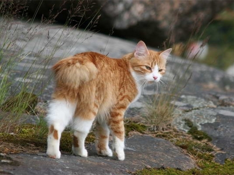 בובטייל אמריקאי
