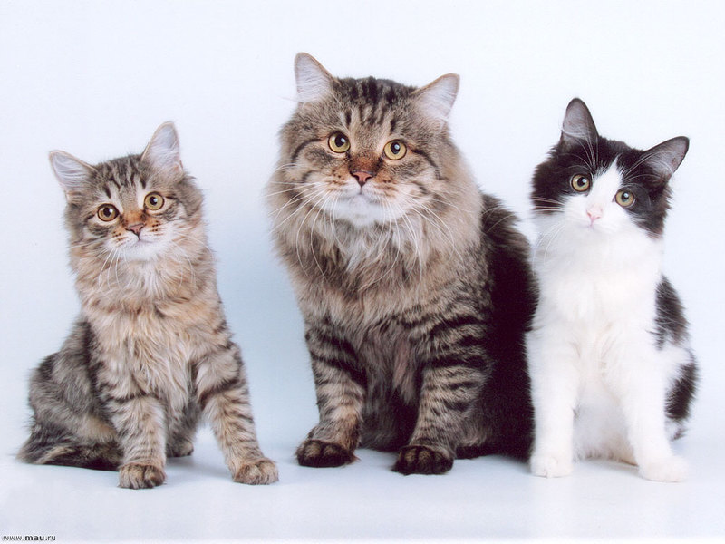 גורי בובטייל