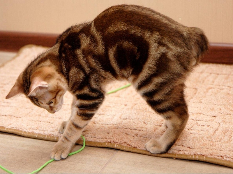 תיאור של חתולי בובטייל