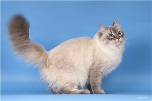 בריאותם של חתולי מסכות