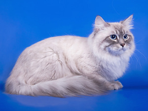 גזע חתולי נבה מסקרדה