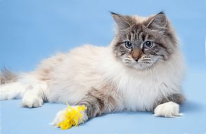 איך להאכיל חתול מסכה