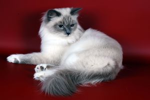 חתולה יפה עם עיניים כחולות בהירות