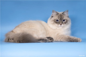 חתול נבה מסקרה: תיאור גזע, תמונות