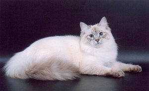 איך להאכיל חתול מסקרה כראוי