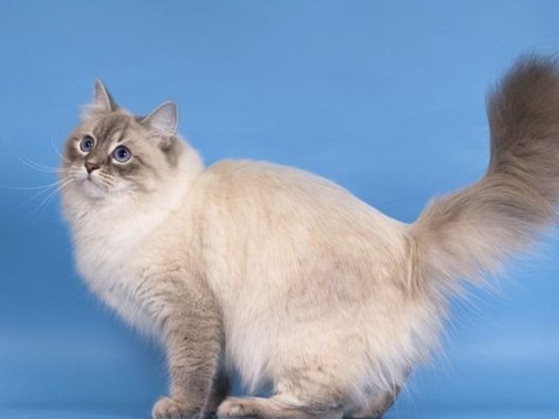 מקור גזע המסכות