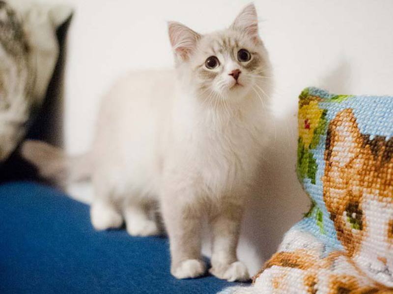 כיצד נוצר הגזע