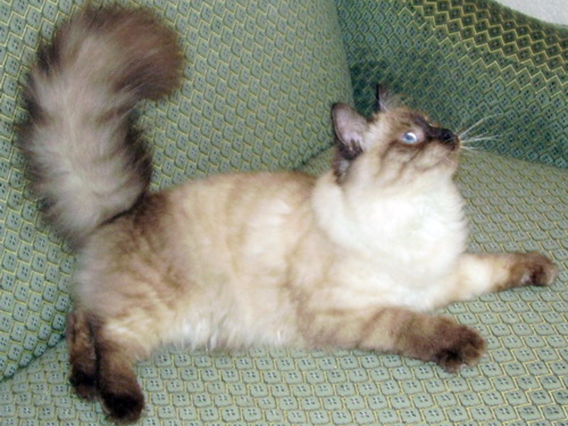 הרגלי פרעוש המסכות