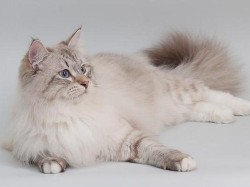 מאפיינים ייחודיים של חתולים