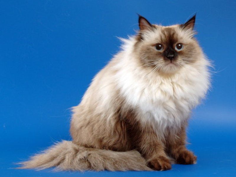 מאפיינים ייחודיים של גזע חתולי נבה מסקרה