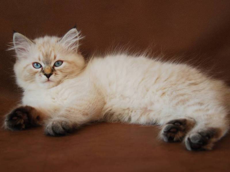 גזע חתולי נבה מסקרדה