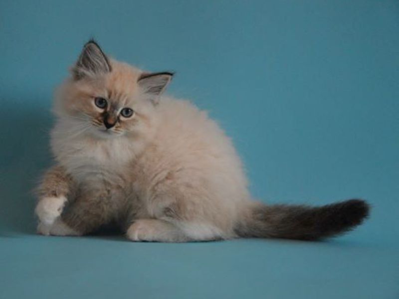 הרגלים של חתולי מסכות