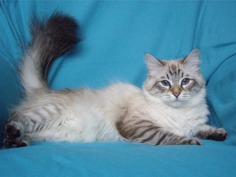 צביעה של חתולי מסכות