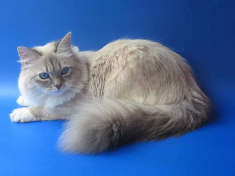 חיית מחמד: חתולת נבה מסקרה