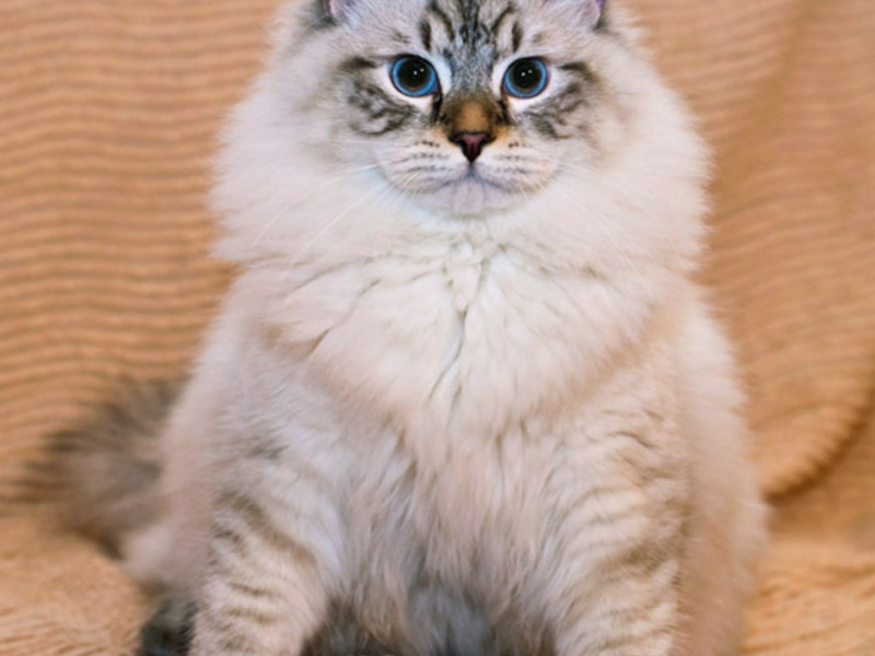 חתולי נבה מסכות