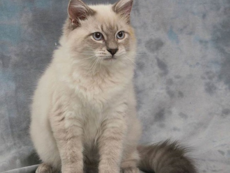 מאפייני גזע