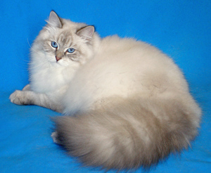 חתול נבה מסכה: אישיות, יתרונות וחסרונות, ביקורות