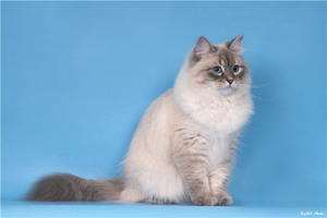 גזע חתולי נבה מסקרדה מאפייני גזע נבה מסקרה