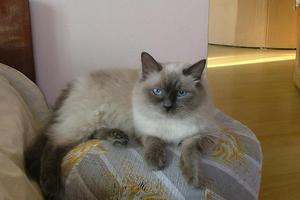 ביקורות של בעלי חתולים מה אומרים בעלי חתולים