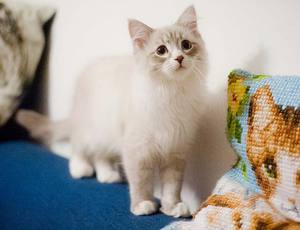 מגוון צבעים מה אוכל חתול נבה מסקרדה?