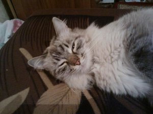 יתרונות וחסרונות של הגזע איך נראה חתול נבה מסקרדה?