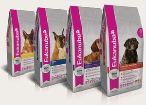 איך להאכיל כלבים חולים בצורה נכונה עצות וטרינרים לגבי מה וכיצד להאכיל כלבים חולים