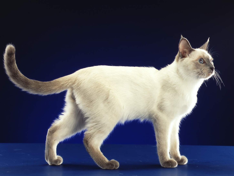 מבנה גזע החתולים התאילנדיים