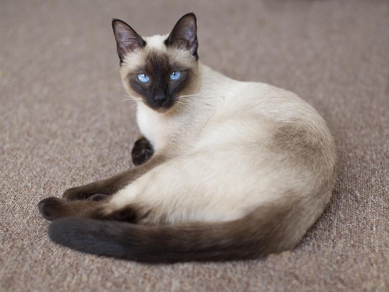 מראה של חתולים תאילנדים