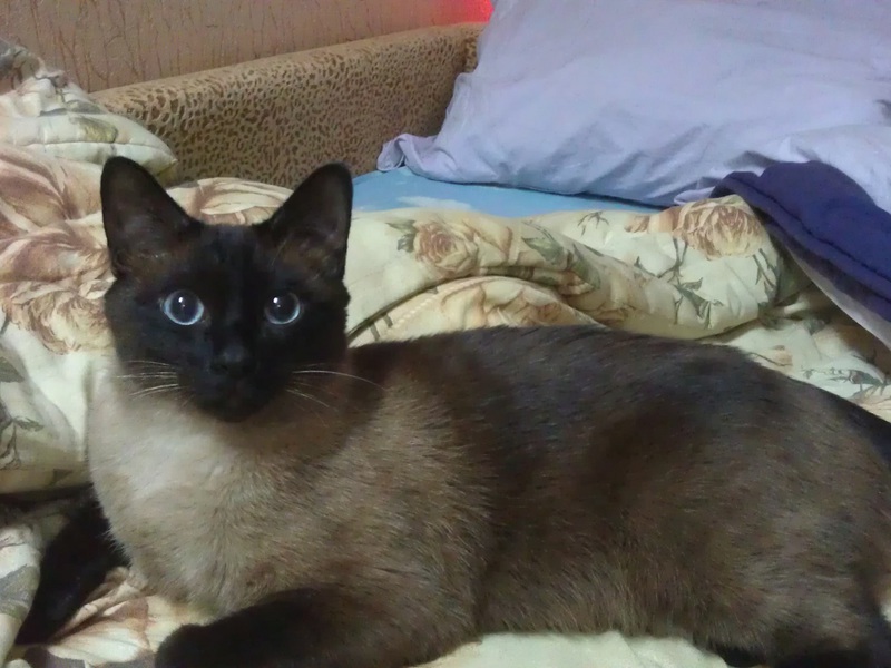 תיאור של חתול חותם התאילנדי