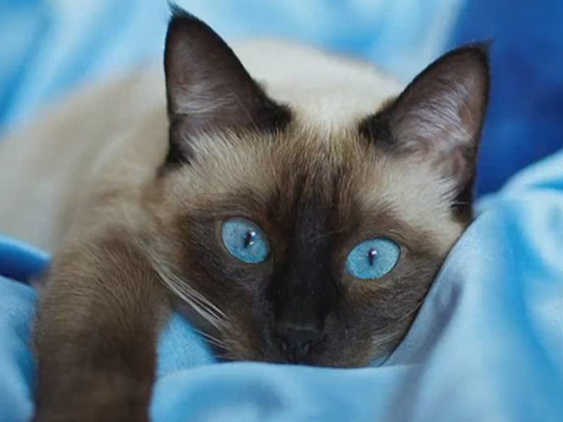 מאפייני צבע עיניים של חתולים תאילנדים