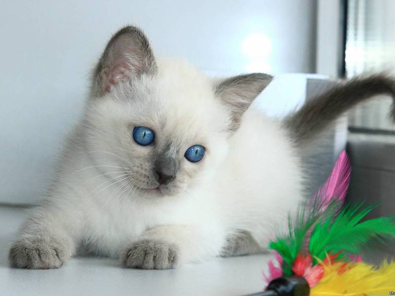 מראה של גורים תאילנדים