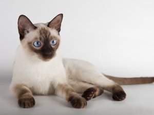 תיאור אופייני של חתולים תאילנדים