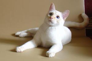 מראה של חתול תאילנדי עם פרווה בצבע קרם