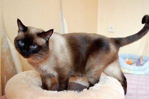 תכונות אישיות של חתולים תאילנדים